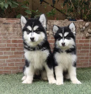 كلاب هاسكي مالموت جراوي