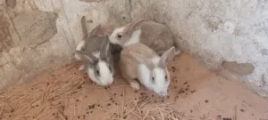ارانب للبيع