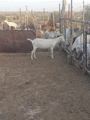 ماعز للبيع  العدد 9  هجين على الفرنساوي