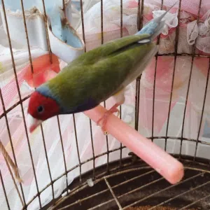 دكر قولدن فنش