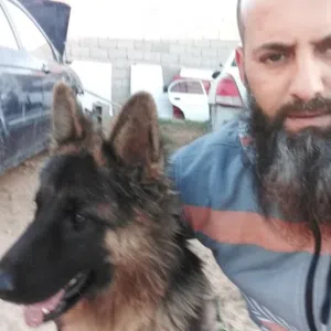 وليد العوامي 