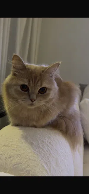 kitten up for free adoption