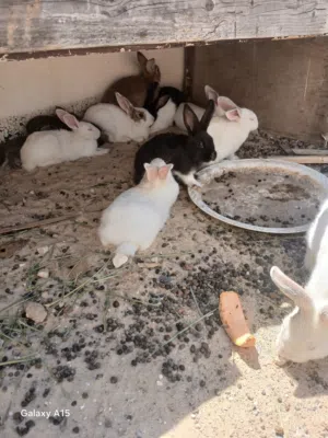 15 ارنب للبيع