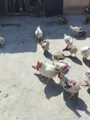 دجاج كويتي للبيع