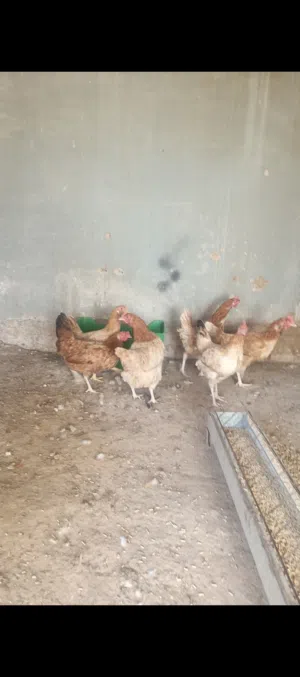 دجاج لوهمان