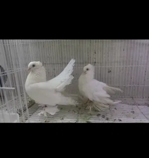 حمام كيرينقو