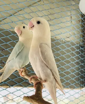كوبيه بلد ابلاين الله يبارك تحتها 3