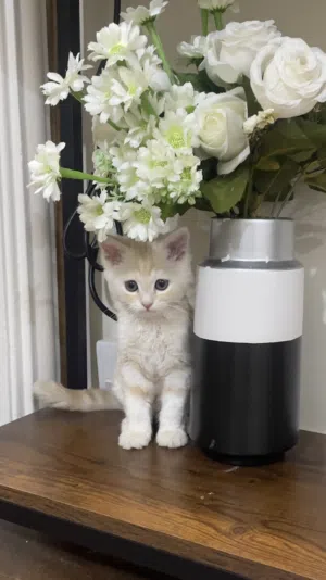 قط انثى بعمر 3 اشهر