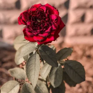 Enas Othman