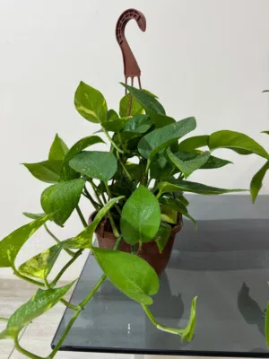 Home Indoor Plants for decoration