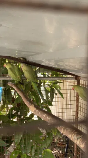 زوج ببغاء دره