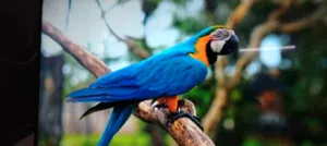 شاشه جنرال ديلوكس 55 سمارت