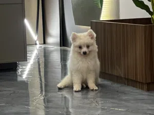 Adorable male and female Pomisky puppies, 3 months old - toy size, playful and affectionate