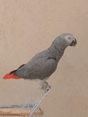 السلام عليكم ببغاء زنجباري