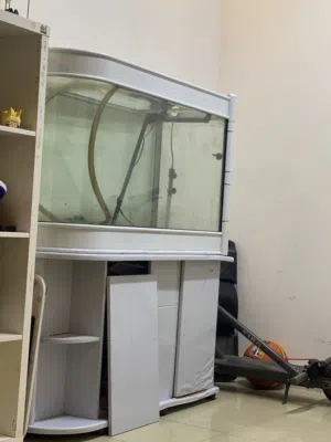 Big fish tank
