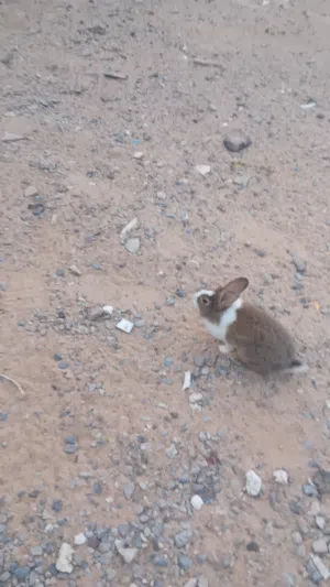 أرانب الله يبارك