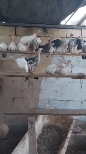 رومى الابيض والاسمر للبيع