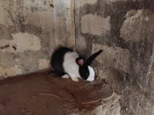 أرنب مالطي أنثى