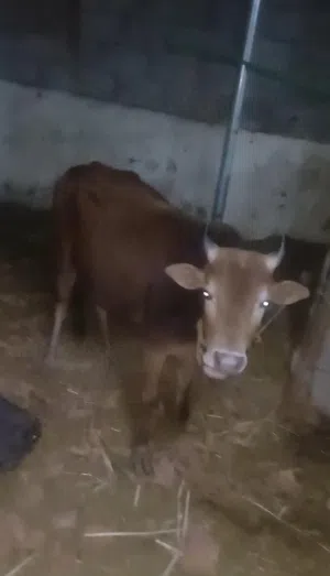 ثور محلي تربية الدار لحم طيب