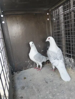 حمام زاجل للبيع اوروبيات ( حبك ابيض)