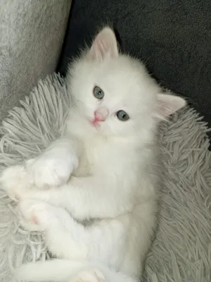 Persian2