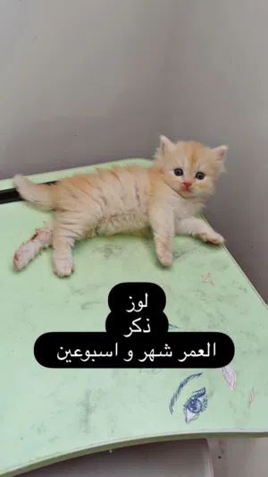 قطط شيرازية للبيع عمر شهر وأسبوعين