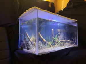 planted tank
