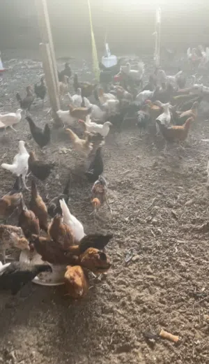 دجاج محلي العمر اكثر من 3 شهور ونص