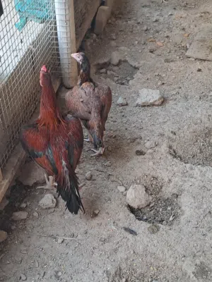 دجاج باكستاني