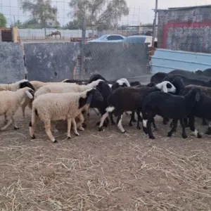 مجموعة جعد للبيع اقرأ الوصف قبل التواصل