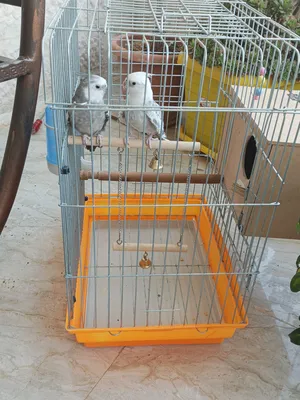 Parrots3