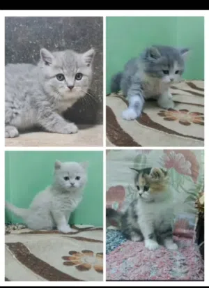 متاح قطط شيرازي مون فيس