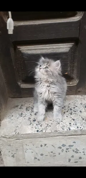 حيوانات للبي..