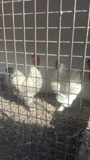 للبيع دجاج فرنسي ودجاج كوشن  ودجاج كيرلي