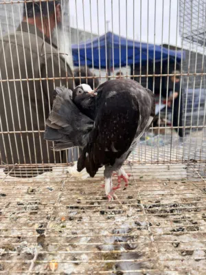 حمام للبيع مصراته
