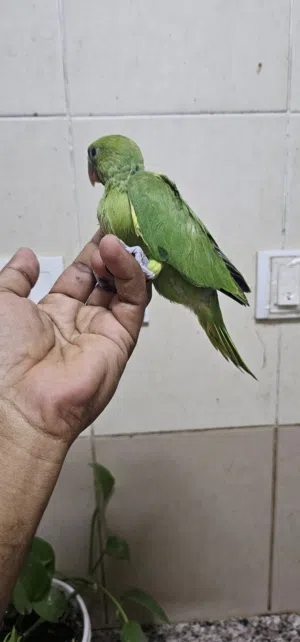 automatic feeder for pigeon,green ring neck parrot baby,and other birds