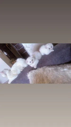 قطتين عمر شهرين سكوتش فولد