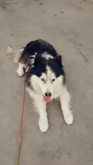 هاسكي للبيع