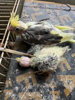 للبيع طيور انواع و اشكال الي تريده خبرني عنه ب اقل قيمه سبب. البيع للظروف العمل