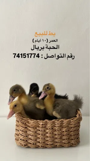 بط للبيع عمر 10 ايام