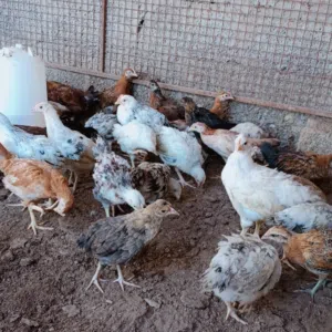 حمام باكستاني وشمسي وزاجل ولاحم وأنواع مختلفه للبيع جمله الحبه ريال ونص تعال وفالك الطيب