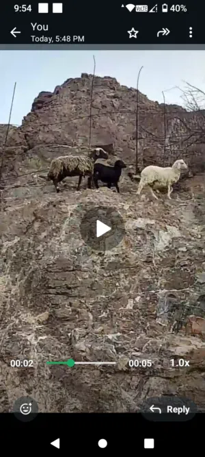 جاعده يمني سعودي مع كبش