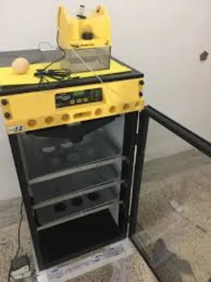 مطلوب فقاسة برنسي او فيم