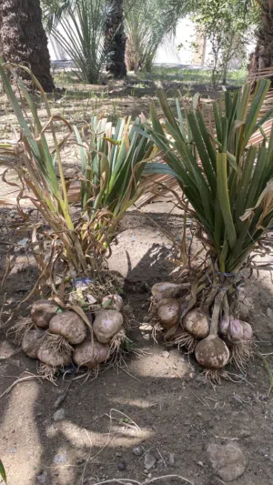 للبيع ثوم عماني اصلي نظيف و ممتاز بجوده عاليه / تواجد عبري يوجد توصيل