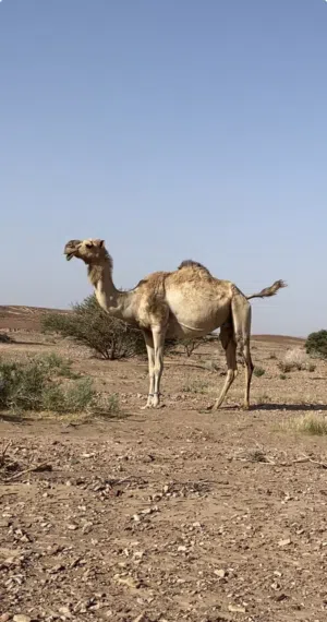 ناقه مدني محليه