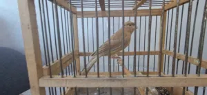 انثى بسكوتيه للبيع