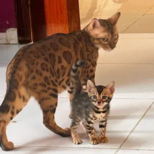 bengal lover 