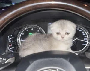 Scottish Fold Male & Female 2 months old