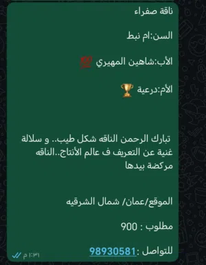ناقة إنتاج الي يبا ينتج النوعيات