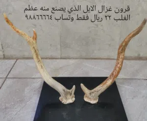 قرون غزال طبيعية